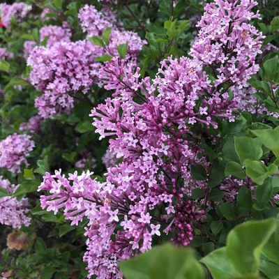 Syringa meyeri Palibin