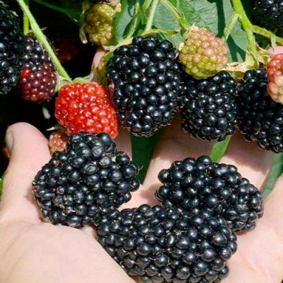Rubus Cacanska Bestrna1