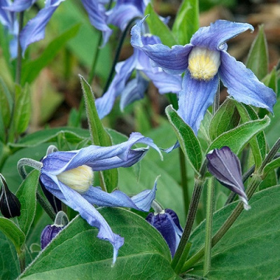Clematis Integrifolia