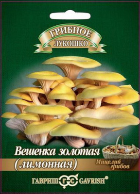 Вешенка золотая