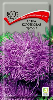 Астра коготковая Картейзер