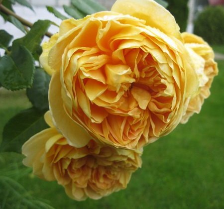 Rosa Golden Celebration_3