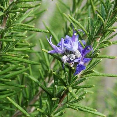 Rosmarinus officinalis Upright einfach