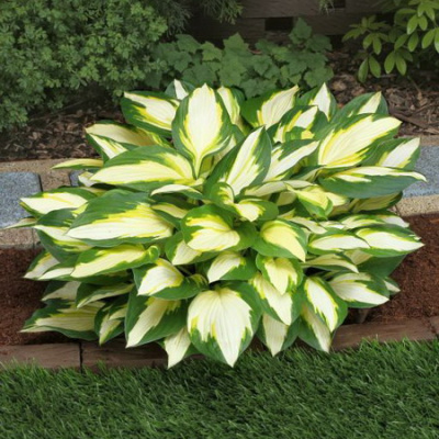Hosta Color Festival