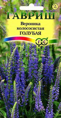 Вероникад Колосистая (голубая)