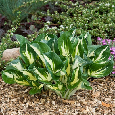 Hosta Sting
