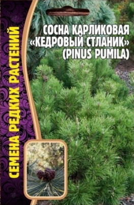 Сосна Кедровая Стланик карликовая
