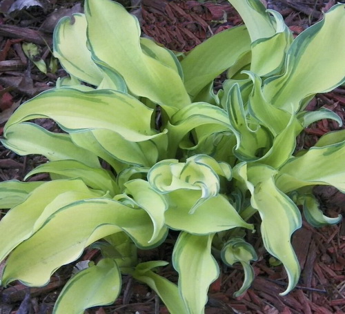 Hosta Gravity Rocks_2