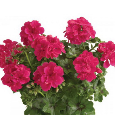 Пеларгония Sunflair Josina Hot Pink (плющелистная)