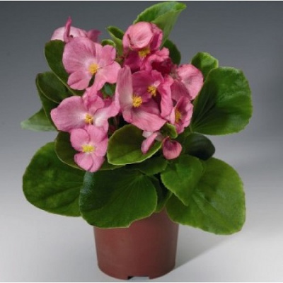 Premium Plus Pink