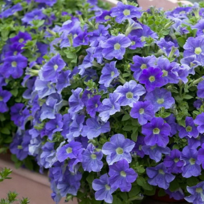 Petunia Veranda Sky Blue