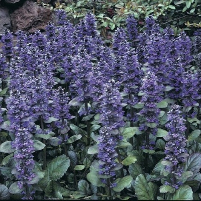 Ajuga reptans Catlin's Giant