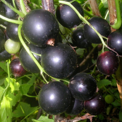 dachnitsa