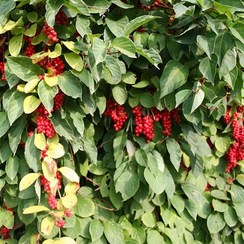 Schizandra chinensis_1
