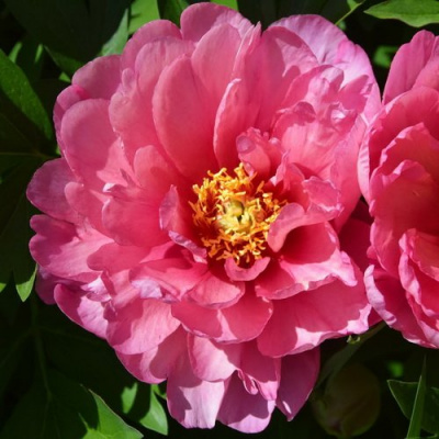Paeonia Pink Double Dandy_1