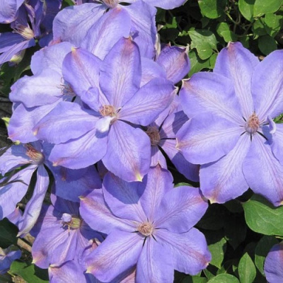 Clematis_Mrs_Cholmondeley