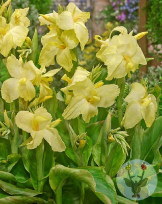 Canna Vanillia Cream