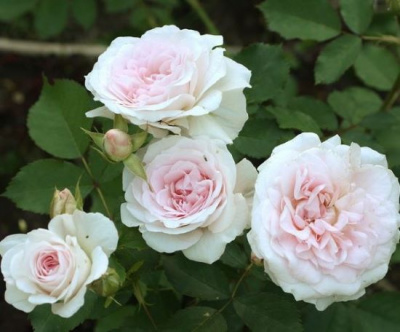Роза Морден Блаш (Morden Blush) канадская
