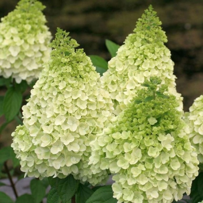 Hydrangea paniculata `Magical Kilimanjaro