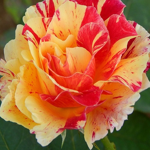 Rosa Camille Pissarro_5