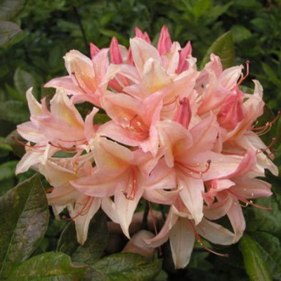 Azalea Chanel