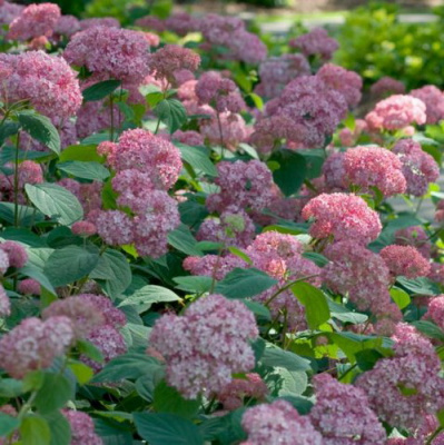 Hydrangea arborescens Pink Percussion