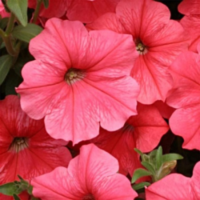 Petunia Lupo Salmon