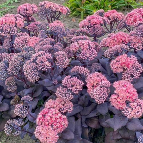 Sedum Mojave Jewels Sapphire_1