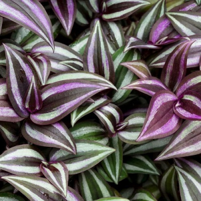 Zebrina
