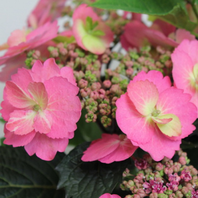 Hydrangea serrata Cotton Candy