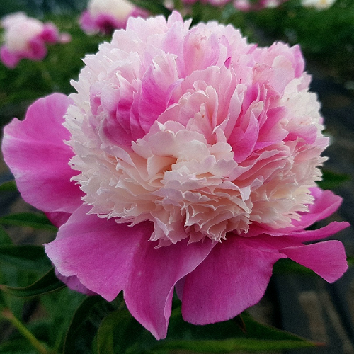 Paeonia He's My Star_1