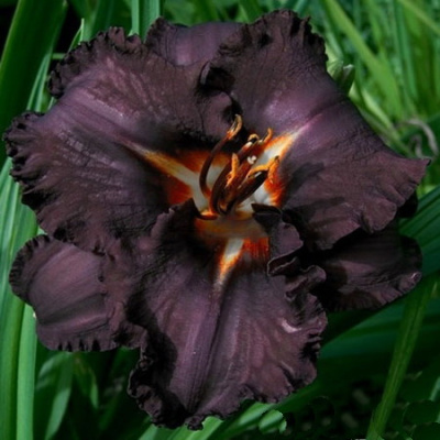 Hemerocalis Longfilds Black Magic
