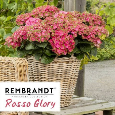 Гортензия Rembrandt Rosso Glory