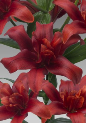 Lilium Bald Eagle