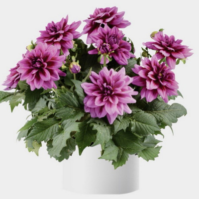 Dahlia Darlin Vintage Rose