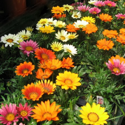 Gazania New Day Mix