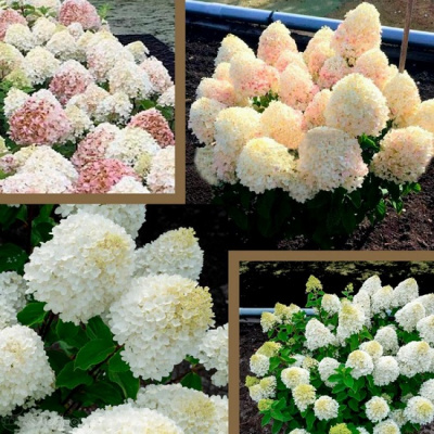Hydrangea paniculata Sugar Rush