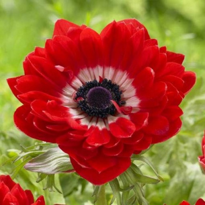 Anemone Governor