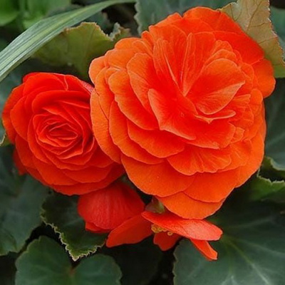 Begonia tuberhybrida NonStop Orange