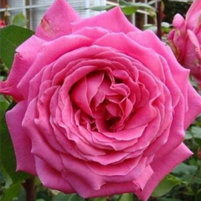 Rosa Purple Fragrance