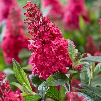 Buddleja Butterfly Candy Little Ruby
