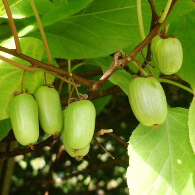 Actinidia kolomikta Nahodka