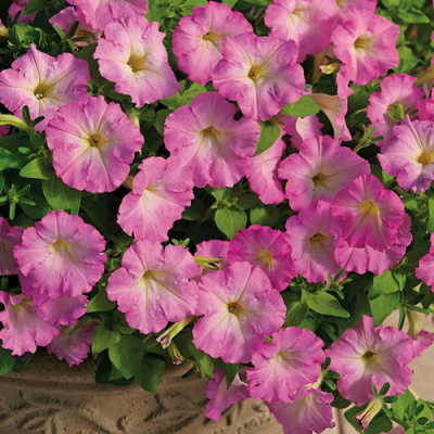 Petunia Picobella Pink Morn