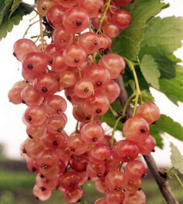 Rozovaya