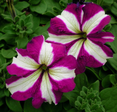 Star Joy White-Purple