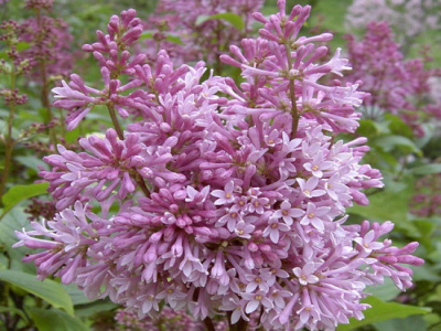 Syringa Minuet