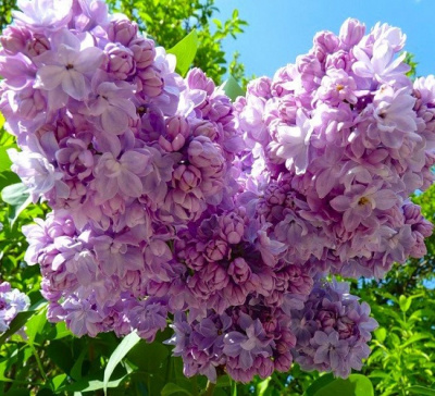 Сирень Русская песня
