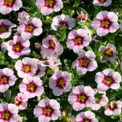 Калибрахоа Nio Pink Purple Splash