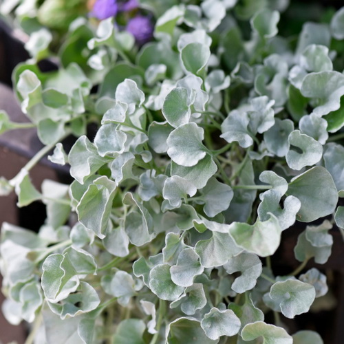 Dichondra Silver Falls