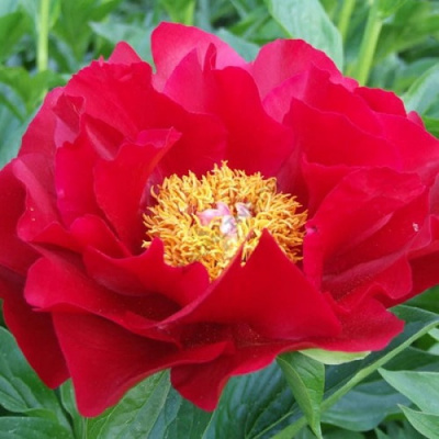 Paeonia Blaze_2